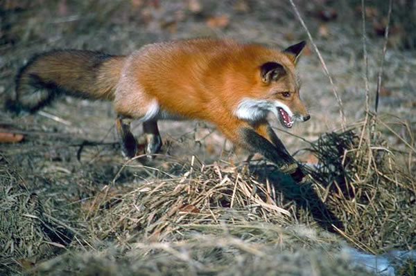 охота на лисицу осенью